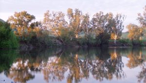 Murrumbidgee River - Mundarlo - Wagga Wagga